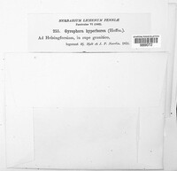Umbilicaria hyperborea image